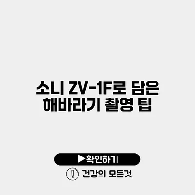 소니 ZV-1F로 담은 해바라기 촬영 팁