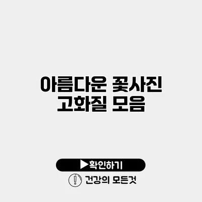 아름다운 꽃사진 고화질 모음